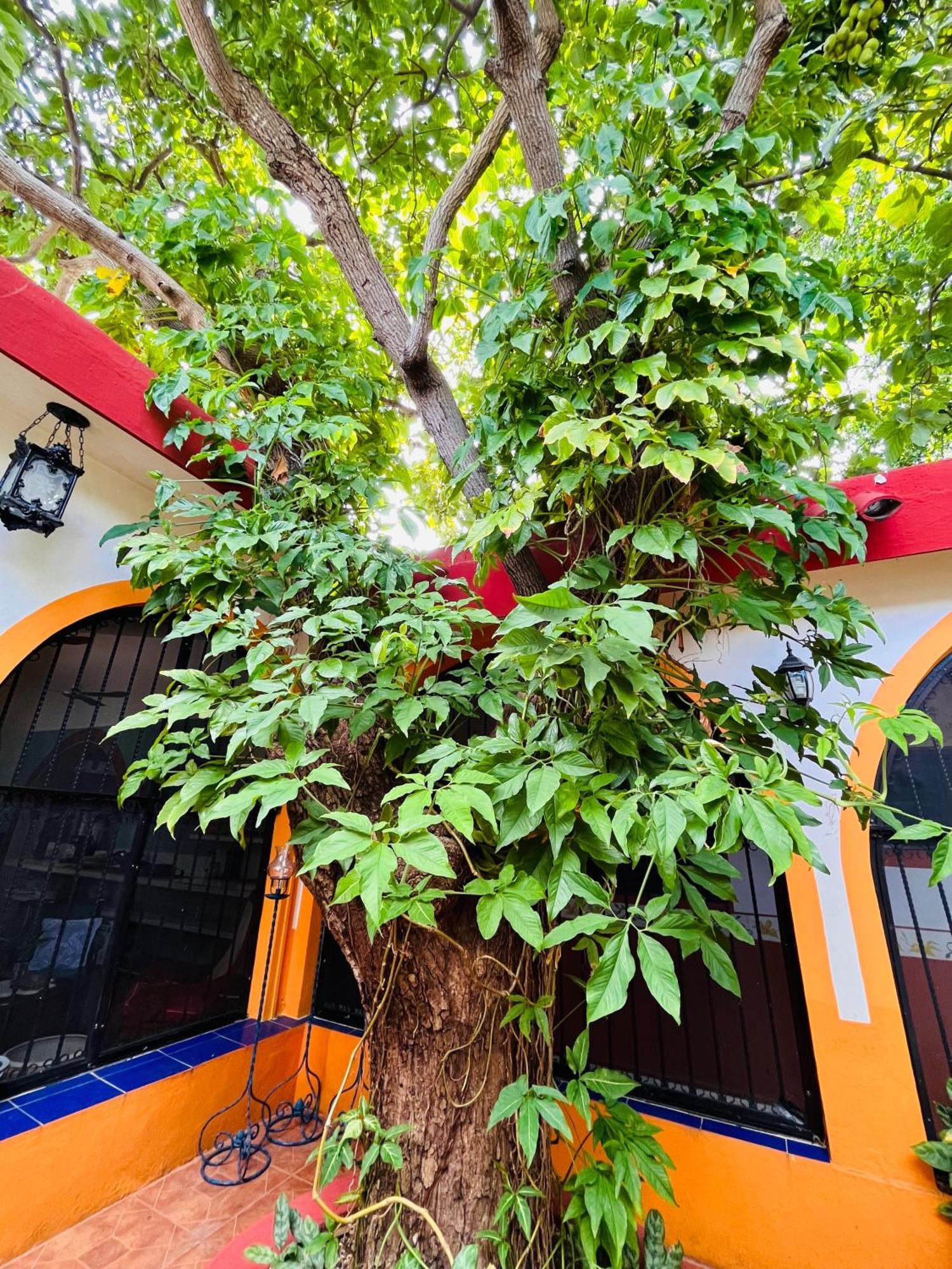 Bed and Breakfast Casa Tres Colibries Mérida Esterno foto